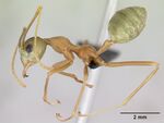 Oecophylla smaragdina casent0070232 profile 1.jpg