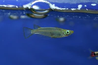 Oryzias sinensis.jpg