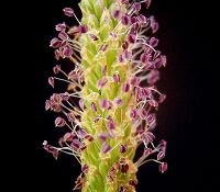 Plantago major 04 ies.jpg