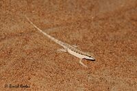 Pristurus minimus.jpg