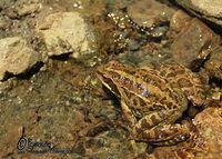 Rana macrocnemis near stream.jpg