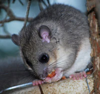 Siebenschläfer Haselnuss.JPG