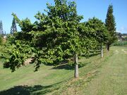 Starr 061224-2829 Cananga odorata.jpg