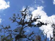 Tillandsia usneoides on a tree in Costa Rica.jpg