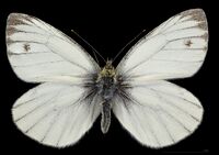 (MHNT) Pieris napi napi - Foret de Bouconne, France - male dorsal.jpg
