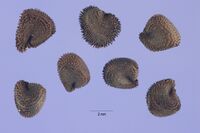 Agrostemma githago seeds.jpg
