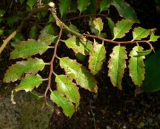 Amborella trichopoda 2.jpg