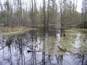 Belarus-Peat Mining near Rudzensk-Swamp-2.jpg