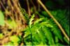 Botrychium lanceolatum USFS-1.jpg