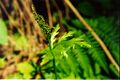 Botrychium lanceolatum USFS-1.jpg