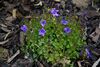 Campanula portenschlagiana A.jpg