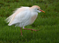 Cattle Egret (46781846845).jpg