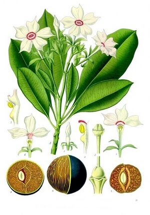 Cerbera manghas - Köhler–s Medizinal-Pflanzen-175.jpg