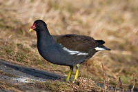 Common-Moorhen.jpg