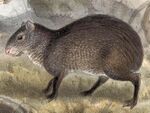 Dasyprocta mexicana.jpg