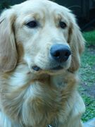 Golden Retriever "Niko".jpg