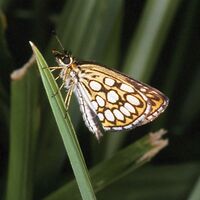 Heteropterus.morpheus.2490.jpg
