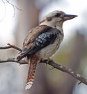 Kookaburra portrait.jpg
