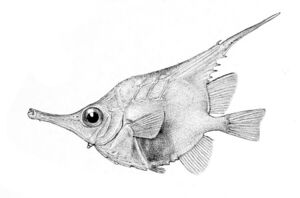 мини