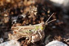 Omocestus cfr petraeus male (5012987196).jpg