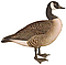 Ornithologia Neerlandica (Branta canadensis).png