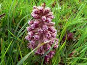 Petasites hybridus 443719294.jpg