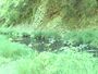 Portola redwoods.jpg
