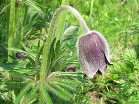 Pulsatilla pratensis subsp. bohemica6.jpg