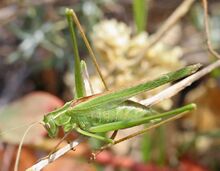 Tylopsis lilifolia.jpg