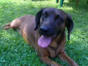 Bavarian Mountain Hound.jpg