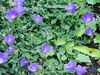 Campanula raineri (BG Wroclaw)-1.JPG