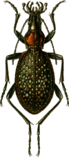 Carabus lopatini Jacobson.png