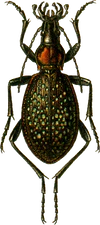 Carabus lopatini Jacobson.png