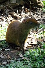 Central-american-agouti.jpg
