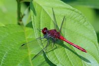 Common darter dragonfly (Sympetrum striolatum) mature male.JPG