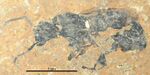 Cyrtopone microcephala holotype SMFMEI2407.jpg