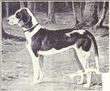 German Hound from 1915.JPG