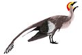 Jeholornis mmartyniuk wiki.jpg