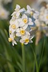 Jonquils02 aug 2007.jpg