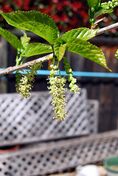 Morusalbaleavesandflowersspring2500ppx.jpg