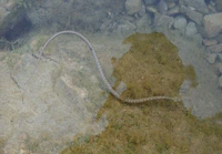 Natrix tessellata Juv.JPG