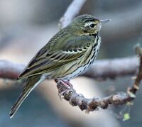 Olive-backed Pipit- Kolkata I IMG 9911.jpg