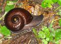 Powelliphanta annectens DOC 2007.jpg