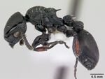 Procryptocerus hylaeus casent0178095 profile 1.jpg