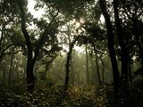 Sal forest leofleck.jpg