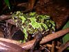 Scaphiophryne spinosa 02.jpg