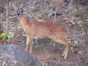Sharpe's Grysbok.jpg
