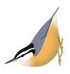 Sitta canadensis svg.svg