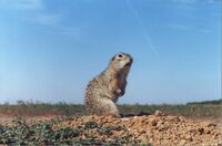 Spermophilus suslicus3.JPG