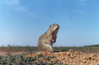 Spermophilus suslicus3.JPG